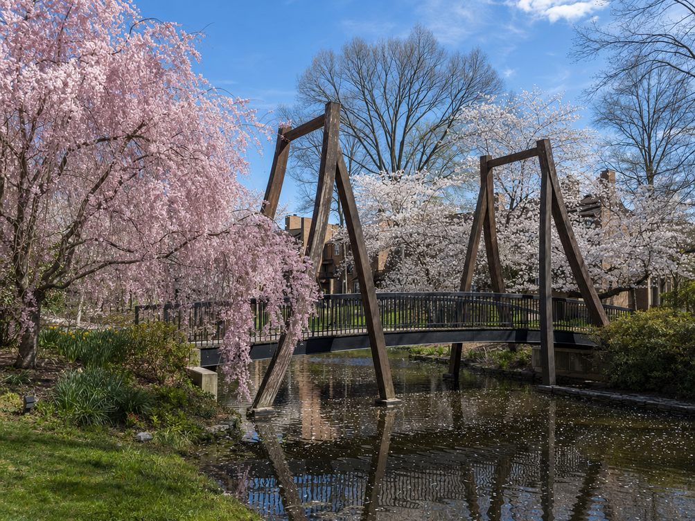 Weeping cherries in bloom over the Van Gogh Bridge at Lake Anne in Reston